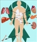Anatomy Chart Of Body And Vital Organs